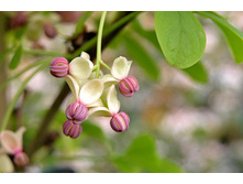 Akebia quinata Silver Bells ������ ����������� ������� ����� 2 ltr € 5,95 446,46�..jpg