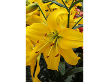 36,58���. ����� ���� ������(��� 5 ��. ���������� �� 2��.).jpg