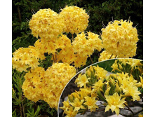 ������ �������������-310