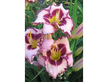 211,6���. �������� ����� �����(�������� ���� �� 1 ��., ����������� ����� 1��.)���16.jpg