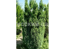 83,5���. ����������� Chamaecyparis lawsoniana Ellwood's Pillar_P9 20-25.jpeg