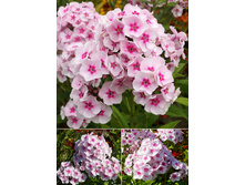 76,6���. ����� ������(�������� ���� �� 2 ��., ����������� ����� 1��.)���17.jpg