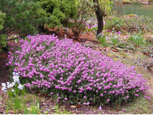 ����� �������� ������ �����-161�