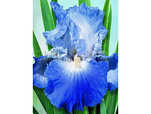 Iris germanica Clarence ���� ��������� ������� € 1,03 75,19���..jpg
