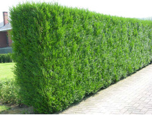 81,4���. ��� Thuja plicata Atrovirens_P9 20-30.jpg