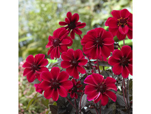 Dahlia DA Dracula �������� ������� € 0,98 71,54���..jpg