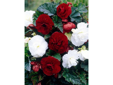 51,3���. ������� ���� №4(�������� ���� �� 2 ��., ����������� ����� 1��.).jpg