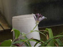 DSCF8079.JPG