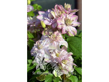 �������� �������� ����-251.jpg