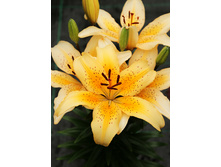 23,92���. ����� ������� ����(��� 5 ��. ���������� �� 2��.)���16.jpg