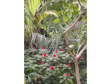 DSCF8112.JPG