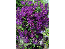 �������� ���������-185.jpg