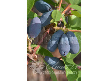 Lonicera kamtschatica Karina ��������� ���������� ������ 2 ltr € 4,95 371,08�..jpg