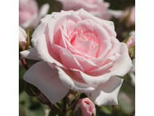 Rosa floribunda Diadem.jpg