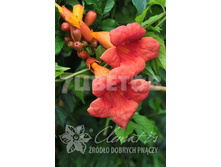 Campsis tagliabuana Guilfoylei ������� ����������� �������� 2 ltr € 6,06 454,33�..jpg