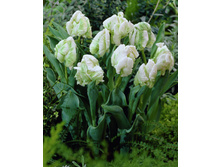 ������� ����� ������ ���. ����.jpg