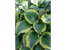 49,75���. ����� ��������(�������� ���� �� 2 ��., ����������� ����� 1��.)���16.jpg