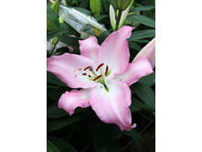 24,81���. ����� ��������(��� 7 ��. ���������� �� 2��.)���17.jpg