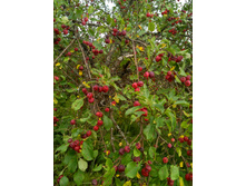 IMG 20160820 135213 HDR.jpg