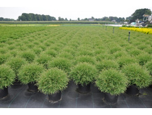 ��� Thuja occ. Mr Bowling Ball P17(C2) 20-25 CM-5,59.jpg