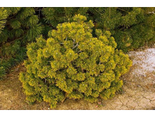 477,4���. ����� Pinus mugo Winter Gold (������ 1,5�)
