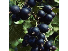 161���. ���������-������������� ������ ��ˣ.jpg