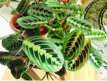 ������� �����������  (Maranta tricolor)- 250- 350 ���.