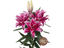 57,68���. ����� ROSELILY ������(�������� ���� �� 5 ��., ����������� ����� 1��.)���17.jpg