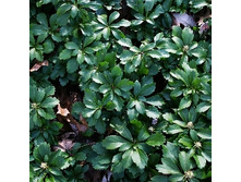 104���. ���������� ����������� ���� ������.jpg