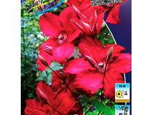 185���. �������� �������� ��������.jpg