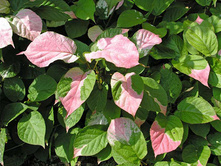 Actinidia kolomikta Dr Szymanowski ��������� ��������� ������ ����������� 2 ltr € 5,91 443,08�..jpg