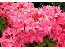 ������ �������.-310