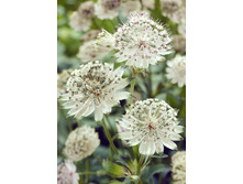 132,6���. ��������� ��������(�������� ���� �� 1 ��., ����������� ����� 1��.).jpg