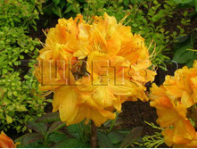 Azalea knap hill Klondyke ������ ���-���� �������� -27�C 5 ltr 50-60 € 14,56 1 092,11�..jpg