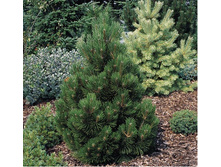 424,6���. ����� Pinus heldreichii Malinkii (������ 1,5�)