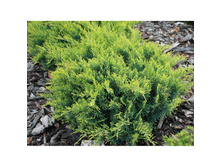 102,5���. ������������ Juniperus virginiana Golden Spring_P9 15-20.jpg
