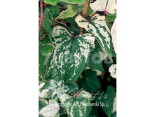 Dioscorea batatus Variegata ��������� ����� ��������� 2 ltr € 5,34 400,33�..jpg