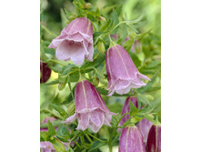 149,25���. ����������� ���������(�������� ���� �� 2 ��., ����������� ����� 1��.).jpg