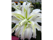 45,88���. ����� ����� ����(��� 5 ��. ���������� �� 2��.).jpg