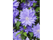 136,6���. �������� ������ ����(�������� ���� �� 2 ��., ����������� ����� 1��.).jpg