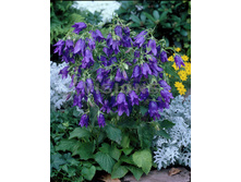 101,85���. ����������� ���� �����(�������� ���� �� 2 ��., ����������� ����� 1��.)���16.jpg