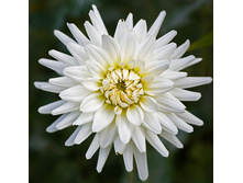 Dahlia Decor White Perfection �������� ������������ ���� �������� € 0,84 61,32���..jpg