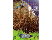 84,5���. ����� (CAREX) �����(�������� ���� �� 2 ��., ����������� ����� 1��.).jpg