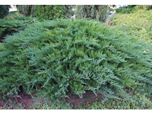 92���. ������������ Juniperus sabina Tamariscifolia.jpg