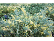 105,7���. ������������ Juniperus x pfitzeriana Blue and Gold_P10,5 rond.jpg