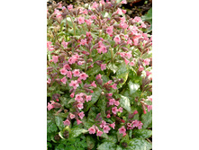 132,6���. �������� ����� ���(�������� ���� �� 1 ��., ����������� ����� 1��.)���16.jpg