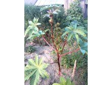 IMG 20160820 180033.jpg