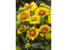 86,05���. ��������� ������� �������(�������� ���� �� 2 ��., ����������� ����� 1��.).jpg