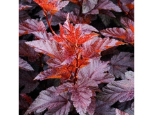 205���. ������������� ������������� ���� �� ���.jpg