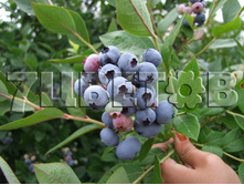 Vaccinium corymbosum Brigitta �������� ������������ �������� -22�C 2,5 ltr 30-40 € 6,36 477,17�..jpg